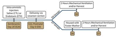 Antenatal Endotoxin Impairs Lung Mechanics and Increases Sensitivity to Ventilator-Induced Lung Injury in Newborn Rat Pups